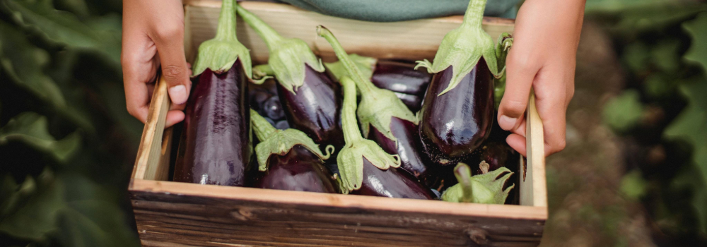 Aubergines in een krat